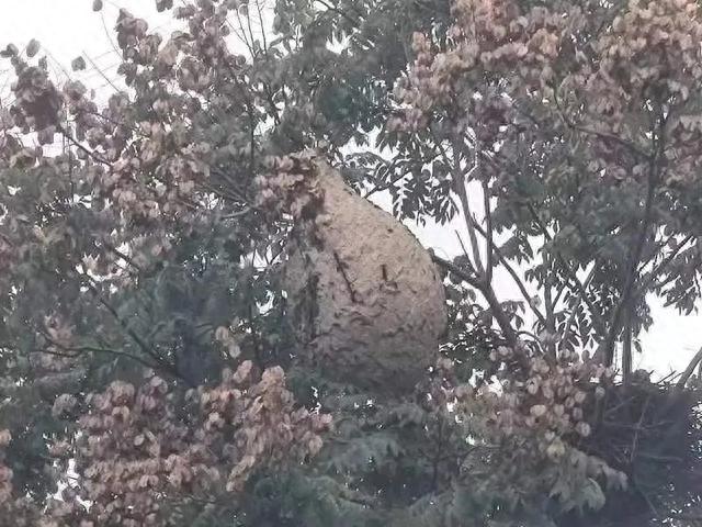 科技前沿，马蜂窝最新摘除技术体验——重塑生活的蜂巢摘除之旅