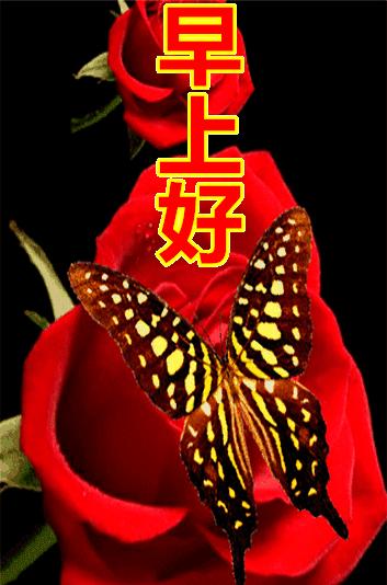 朝阳之辉，最新早晨图片，照亮你的学习之路